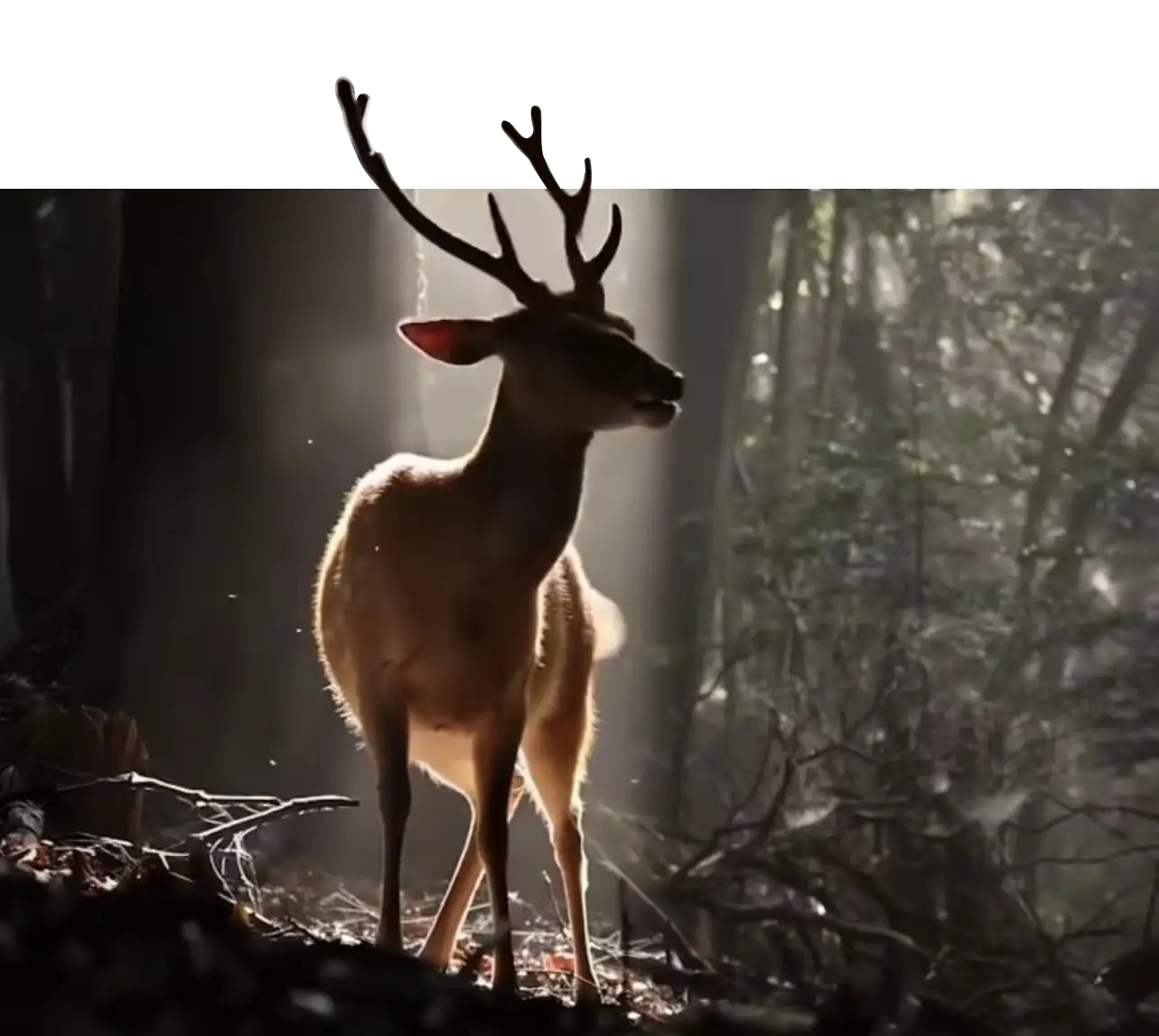 Why Aulando Placenta