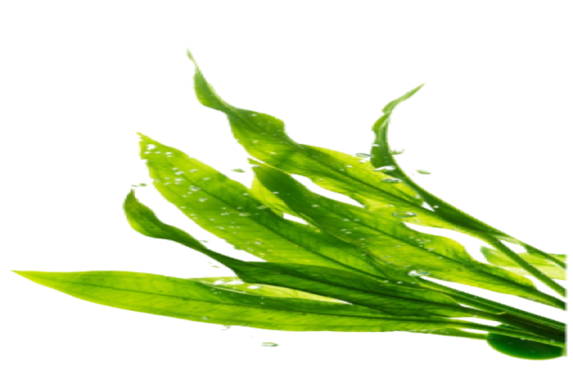 imgpsh_fullsize_anim (2)