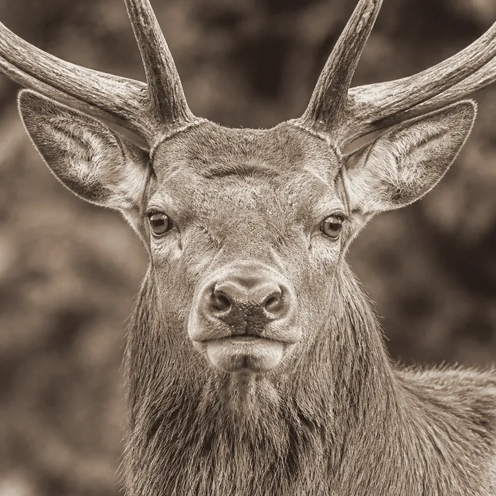 Deer placenta