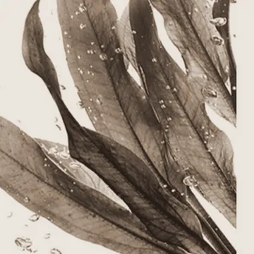 Seaweed calcium