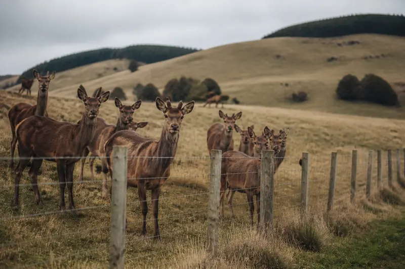 Red deer herd behind a farm fence