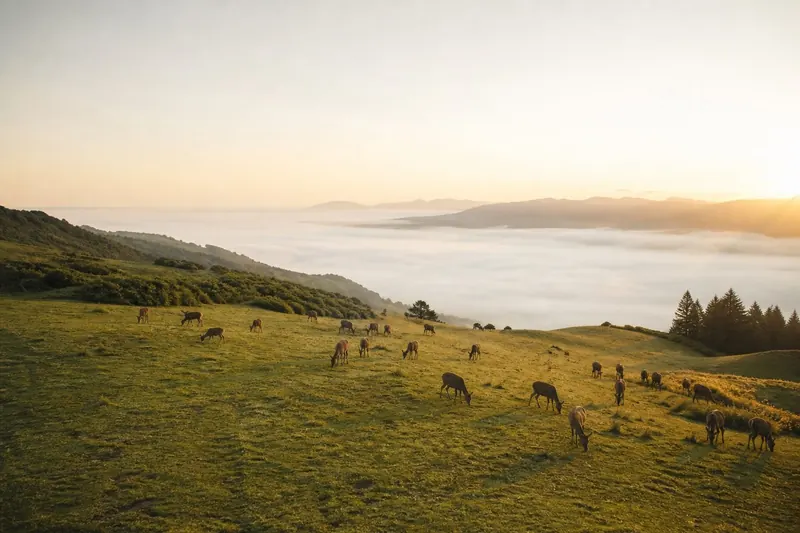 Deer grazing on a misty New Zealand hillside at sunrise